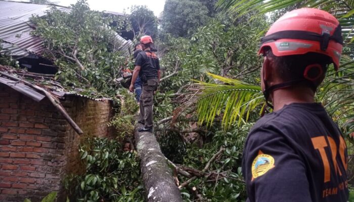 Cuaca Ekstrem di Padang, Pohon Besar Timpa Rumah Warga di Kuranji