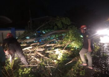 Pohon Kedondong Tumbang di Pasir Jambak, Akses Jalan Sempat Tertutup