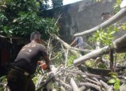Diterjang Angin, Batang Kedondong di Alang Laweh Tumbang dan Hancurkan Rumah Warga