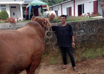 Ini Dia Tyson, Sapi Kurban Pilihan Presiden Prabowo dari Nagari Matua