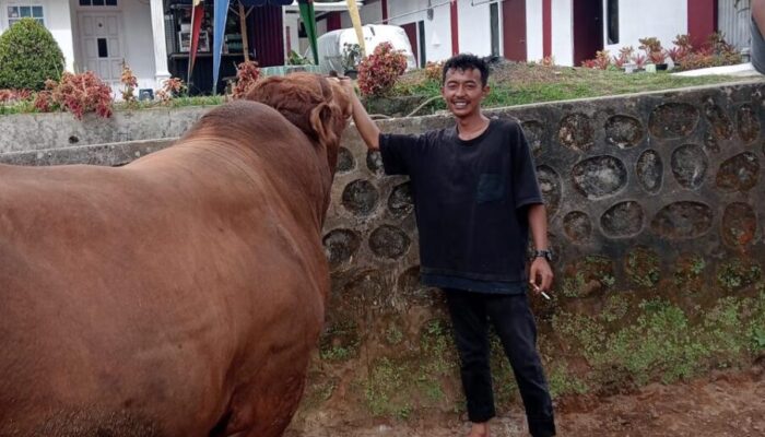 Ini Dia Tyson, Sapi Kurban Pilihan Presiden Prabowo dari Nagari Matua