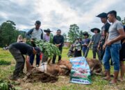 PT Supreme Energy Donasikan 20 Sapi Kurban ke Warga Sekitar PLTP Muaralaboh