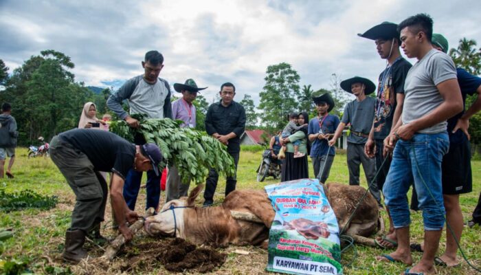 PT Supreme Energy Donasikan 20 Sapi Kurban ke Warga Sekitar PLTP Muaralaboh