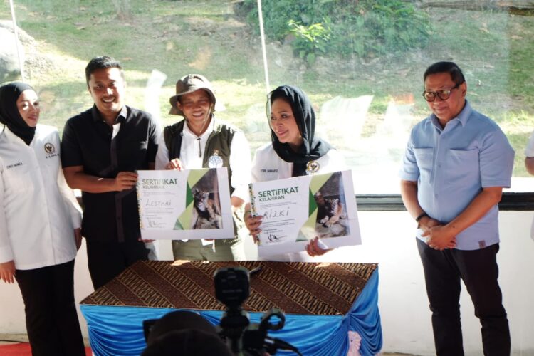 Sepasang Bayi Harimau Sumatera Lahir di TMSBK Bukittinggi. IST