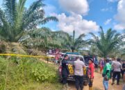 Dua Pekerja Ditemukan Tewas di Kebun Sawit PT BPSJ SS I Madiak