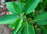 Mengenal Daun Sembung,Tanaman Ajaib Penakluk Berbagai Penyakit