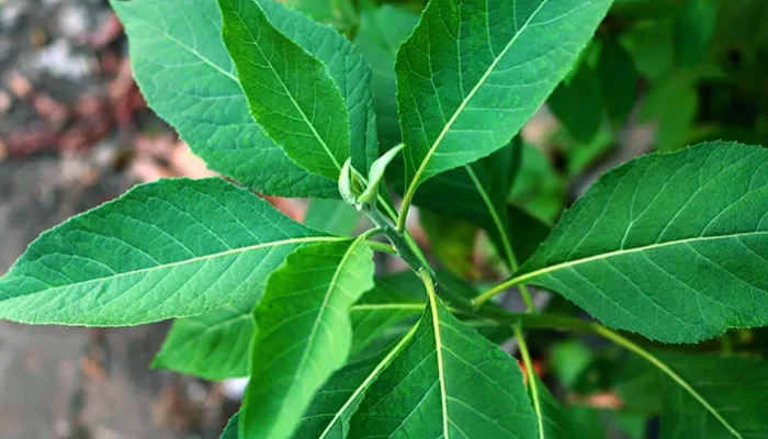 Mengenal Daun Sembung,Tanaman Ajaib Penakluk Berbagai Penyakit