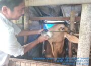 Jelang Iduladha, Pemko Padang Panjang Pastikan Kesehatan Hewan Kurban