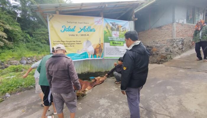 Sapi Bantuan Indojalito Peduli Disembelih di Musala Nurul Yaqin Pasar Usang