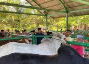 Perkiraan Hewan Kurban di Pasbar Tahun Ini Mencapai 4.700 Ekor