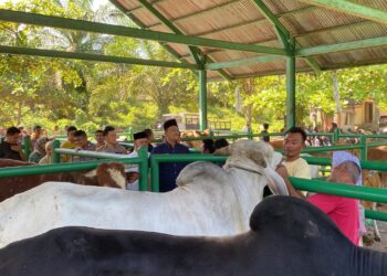 Perkiraan Hewan Kurban di Pasbar Tahun Ini Mencapai 4.700 Ekor