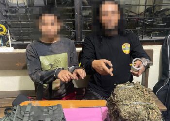 Polres Payakumbuh Ringkus Dua Pengedar, 3,8 Kg Ganja Diamankan