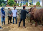 Sapi Limosin Asal Matua Hilia Dipilih Jadi Hewan Kurban Presiden Prabowo