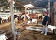 Penjualan Kambing Kurban di Padang Menurun