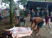 MAN 1 Padang Sembelih Hewan Kurban