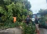 Hujan Deras dan Angin Kencang, Pohon Tumbang Tutup Jalan di Kuranji Padang