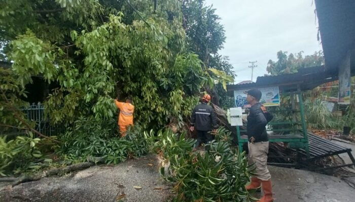 Hujan Deras dan Angin Kencang, Pohon Tumbang Tutup Jalan di Kuranji Padang