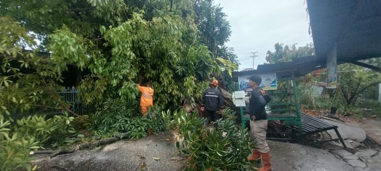 Sebuah pohon berjenis ambacang tumbang dan menghambat akses jalan di Jalan Taratak Paneh RT 01 RW 06, Kelurahan Korong Gadang, Kecamatan Kuranji, Kota Padang, Selasa (10/6/2025). IST