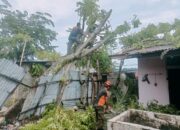 Pohon Kedondong Tumbang Timpa Rumah Warga di Padang Selatan, Tidak Ada Korban