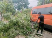 Pohon Tumbang Timpa Kabel Listrik di Kampung Baru Padang, BPBD Gerak Cepat