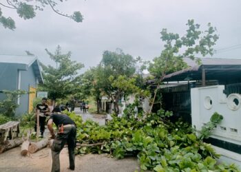 Pohon Tumbang Timpa Kabel Listrik dan Ganggu Akses Jalan, BPBD Padang Evakuasi Ce