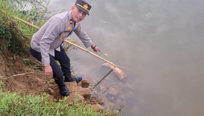 Potongan Tubuh Kembali Ditemukan di Sungai Batang Anai, Diduga Milik Mayat Sebelumnya