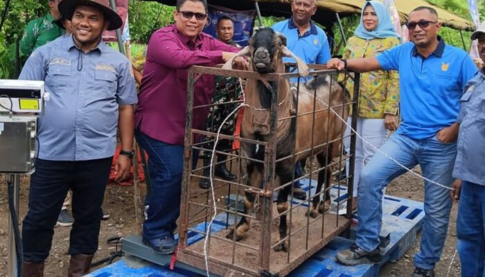 Dinas Peternakan Sumbar Gelar Kontes Ternak Kambing, Total Doorprize Rp37,5 Juta