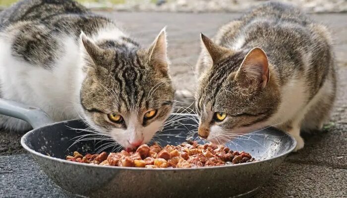 Cara Memberi Makan Kucing yang Baik