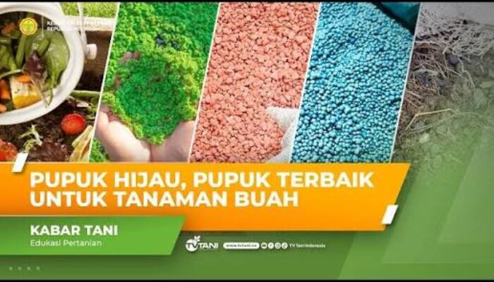 Penggunaan Pupuk untuk Buah Mampu Tingkatkan Hasil Panen
