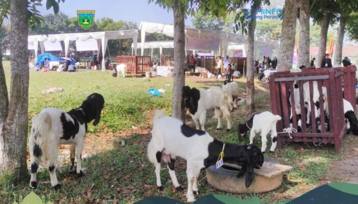 15 Kambing Padang Panjang Ikuti Kontes Ternak di Payakumbuh