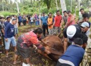 Wali Kota Yota Balad Monitori Penyembelihan Sapi Kurban Presiden RI