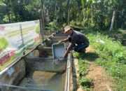 Semen Padang Buktikan Efektivitas Maggot untuk Tingkatkan Pertumbuhan Ikan Nila