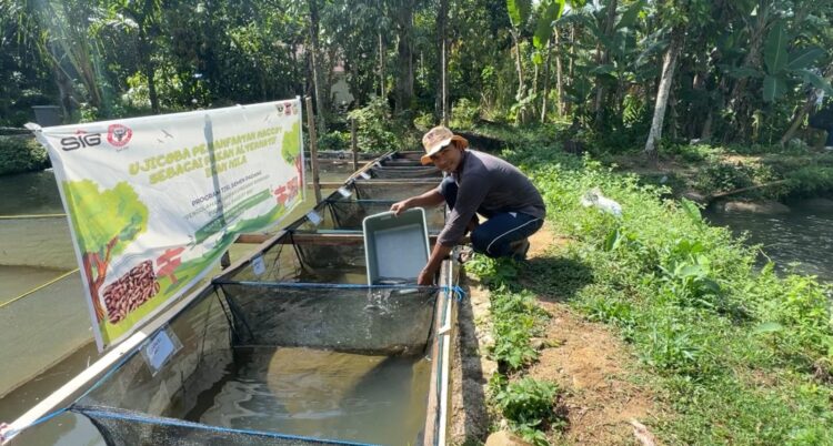 PT Semen Padang mencatat hasil menggembirakan dari uji coba pemanfaatan maggot Black Soldier Fly (BSF) sebagai pakan alternatif ikan nila. IST