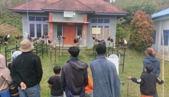 Pemuda Jorong Aie Karuah Salimpek Adakan Laberan Ayam Kukuak Balenggek