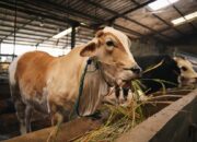 Jumlah Hewan Kurban di Limapuluh Kota Capai 4.221 Ekor