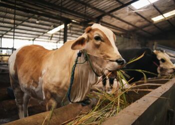 Jumlah Hewan Kurban di Limapuluh Kota Capai 4.221 Ekor