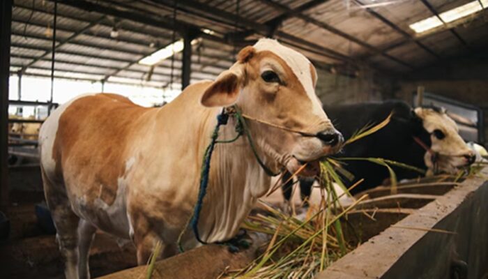 Jumlah Hewan Kurban di Limapuluh Kota Capai 4.221 Ekor