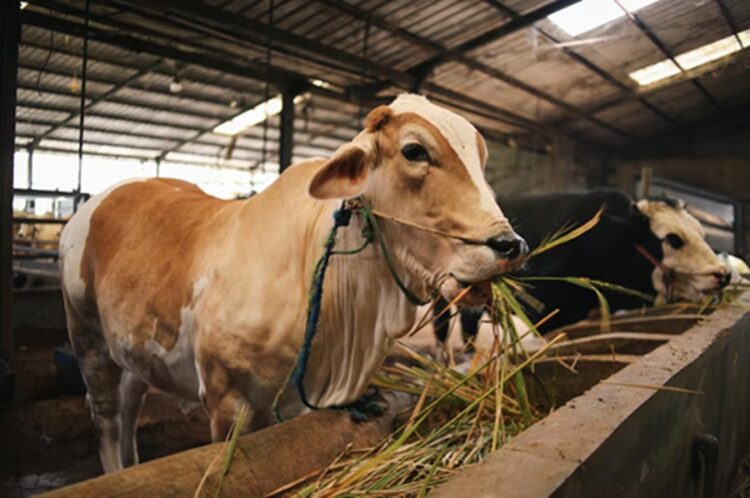 Jumlah hewan kurban di Kabupaten Lima Puluh Kota pada tahun ini sebanyak 4.221 ekor. IST