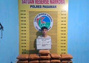 Tim Opsnal Sat Resnarkoba Polres Pasaman Bekuk Pengedar Narkotika Jenis Ganja
