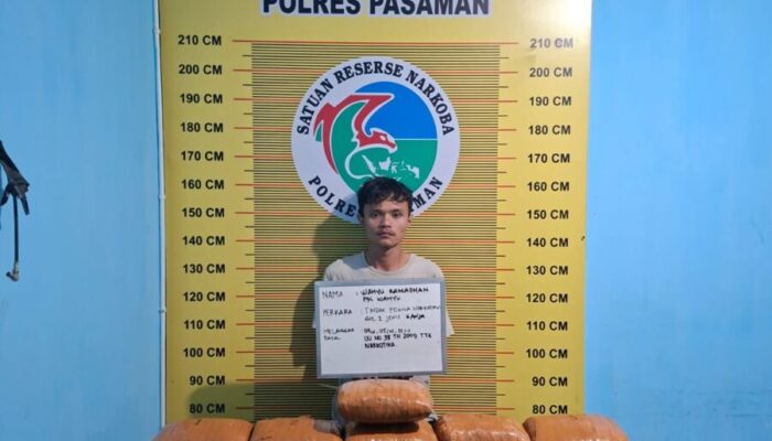 Tim Opsnal Sat Resnarkoba Polres Pasaman Bekuk Pengedar Narkotika Jenis Ganja