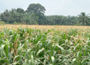 Bulog Sumbar Siap Serap 33 Ton Jagung Petani