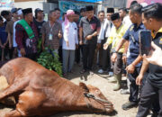 Vasko Serahkan Sapi Kurban Presiden Prabowo ke Ponpes Perkampungan Minangkabau