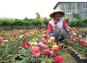 KIFA, Pusat Lelang Bunga Terbesar Kedua di Dunia