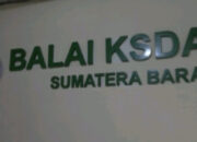 Puluhan Hektare Hutan Lindung Terdampak Karhutla, BKSDA Sumbar Duga Ada Unsur Kesengajaan