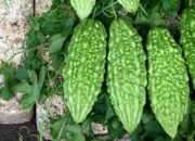 Manfaat Makan Pare untuk Kesehatan