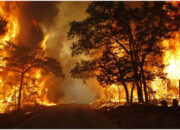 Sumbar Terancam Karhutla: Puluhan Hektare Lahan Terbakar, Pemprov Tingkatkan Koordinasi