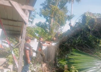 Pohon Tumbang Timpa Rumah Warga di Padang Barat, Kerugian Capai Rp20 Juta