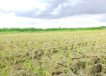 Musim Kemarau Sebabkan Kekeringan, Petani di Enam Lingkung Terancam Gagal Panen