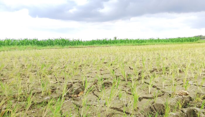 Musim Kemarau Sebabkan Kekeringan, Petani di Enam Lingkung Terancam Gagal Panen