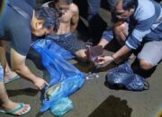 Hendak Edarkan Ganja, Seorang Residivis Dibekuk Tim Opsnal Satresnarkoba Polres Pasbar